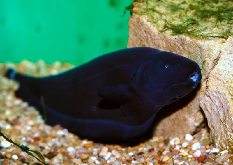 Apteronotus albifrons also known as black knifefish front view close-up 