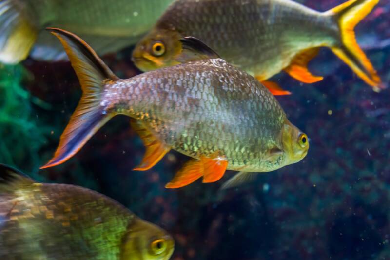 Shoal of Barbonymus schwanenfeldii also known as tinfoil barbs swimming in a freshwater aquarium