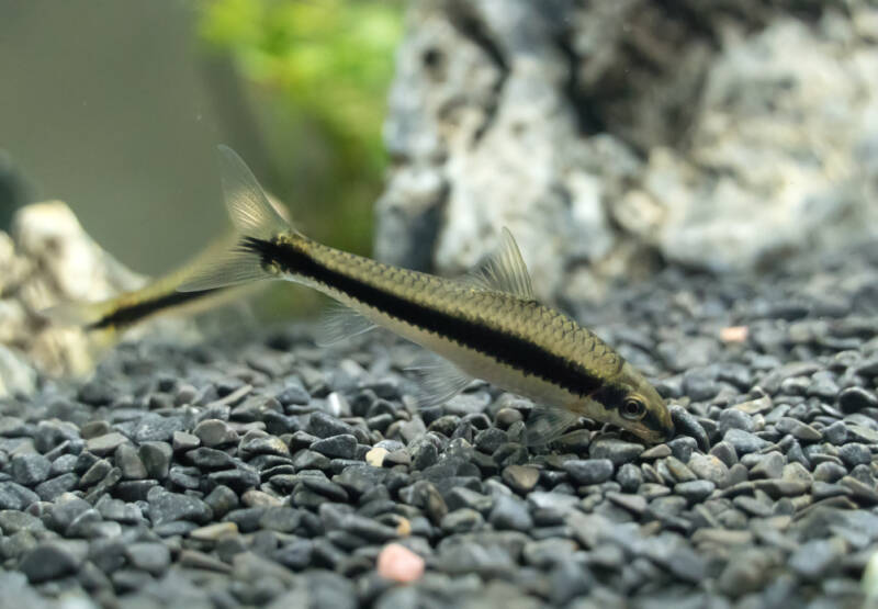 Crossocheilus oblongus also known as Siamese algae-eater picking up the food on the bottom in freshwater aquarium