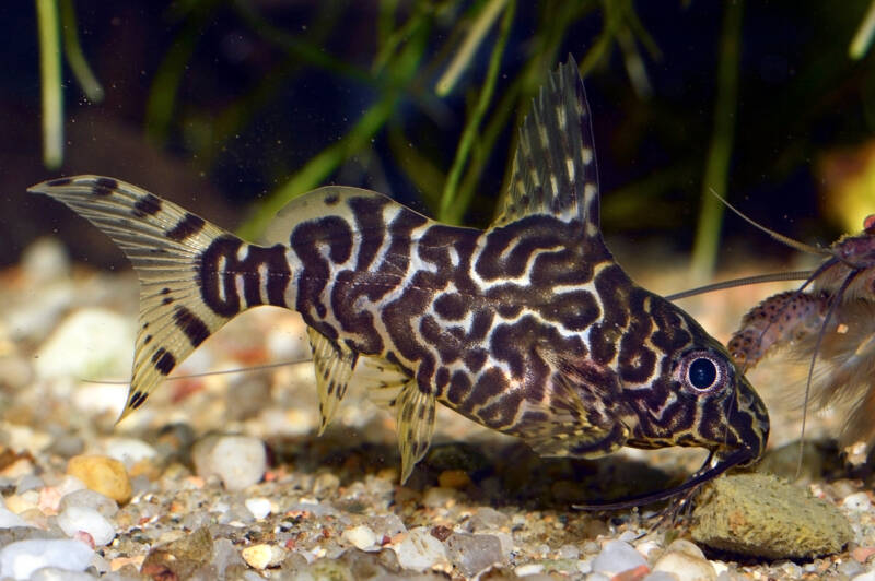 Synodontis eupterus also known as featherfin synodontis feeding on commercial food on the bottom of aquarium