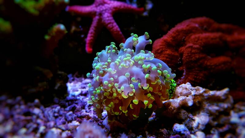 Small frogspawn LPS coral on the reef tank's bottom