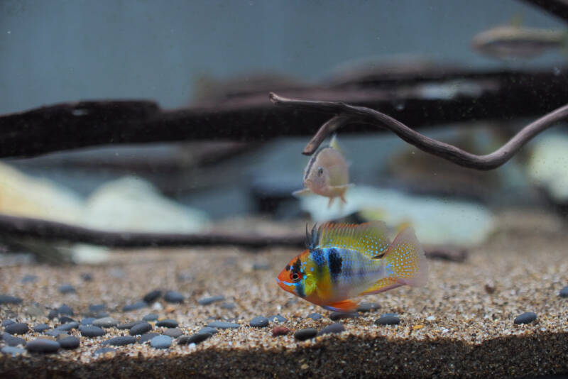 Mikrogeophagus ramirezi also known as German ram swimming near the sandy bottom of a community freshwater aquarium