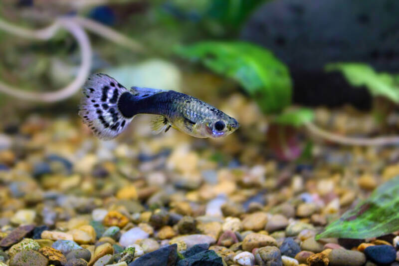 Poecilia reticulata also known as guppy swimming in a planted aquarium