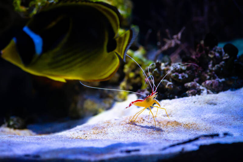 Lysmata amboinensis also known as scarlet skunk cleaner shrimp is ready to clean a fish swimming near by in saltwater aquarium