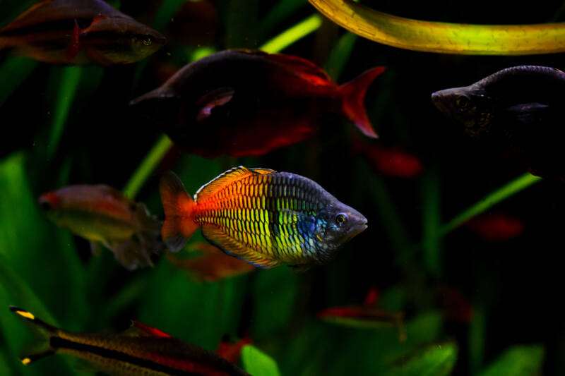 A shoal of Melanotaenia boesemani also known as Boeseman's rainbowfish swimming in a community aquarium with other fish such as congo tetras and rosaline sharks