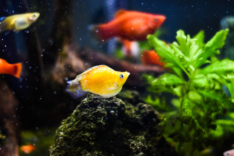 Mollies from Poecilia genus swimming with platies in a planted aquarium