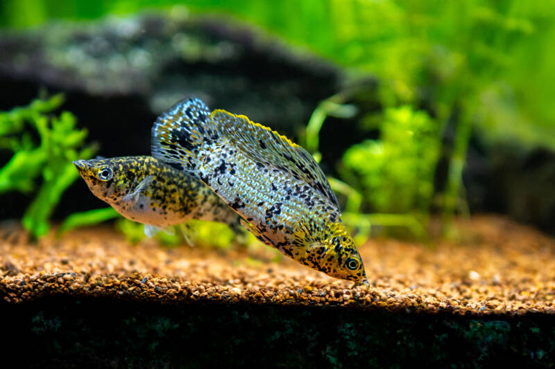 Poecilia latipinna commonly known as sailfin mollies swimming in a planted aquarium