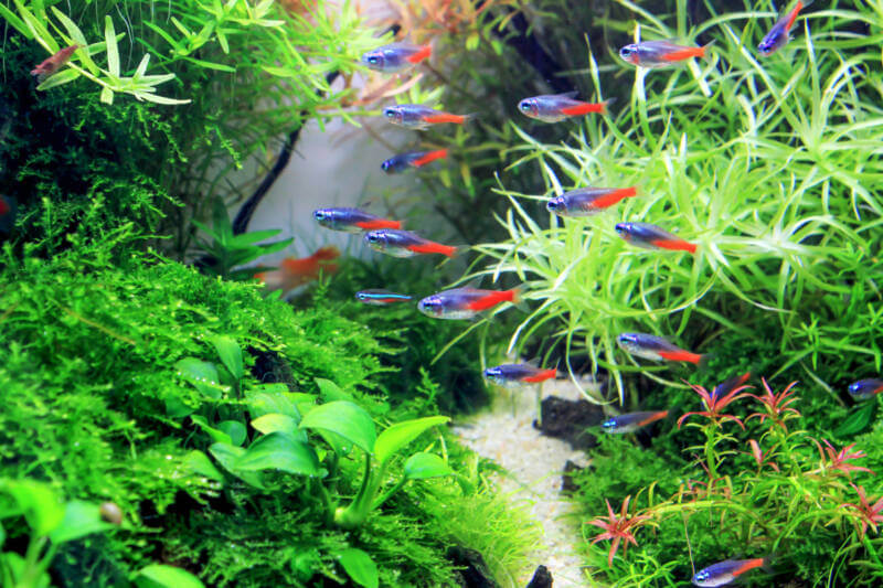 A big shoal of Paracheirodon innesi also known as neon tetras is swimming in a densely planted aquarium