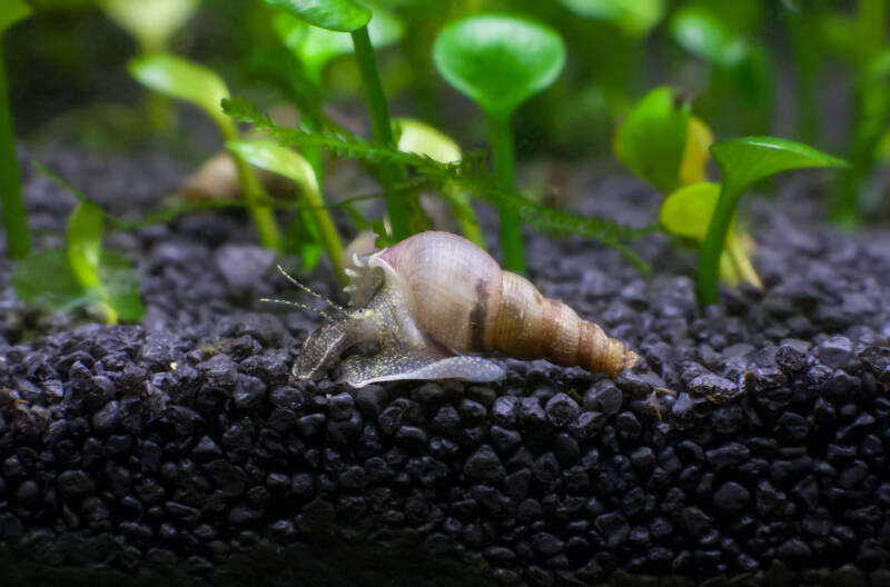 Melanoides tuberculata commonly known as red-rimmed melania is crawling on the dark substrate in a freshwater aquarium