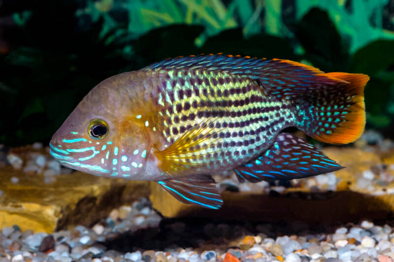 Andinoacara rivulatus also known as green terror cichlid swimming near aquarium bottom