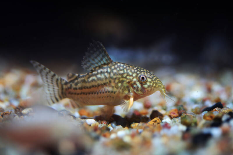 Corydoras sterbai also known Sterba's Cory on aquarium gravel in a freshwater aquarium