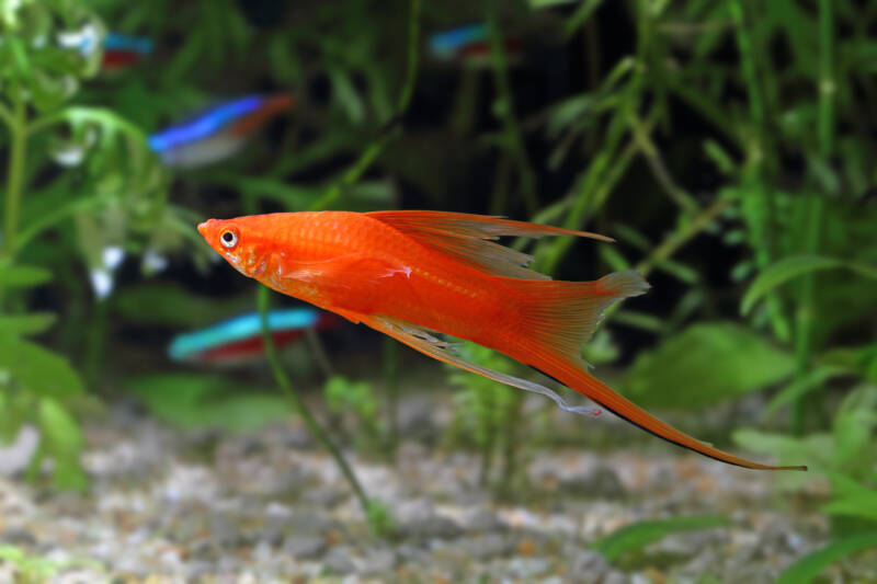 Xiphophorus helleri also known as swordtail fish swimming in a planted aquarium