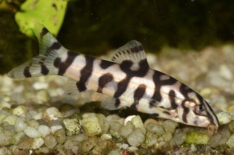 Botia almorhae also known as yoyo loach bottom-dwelling in a search for food in aquarium