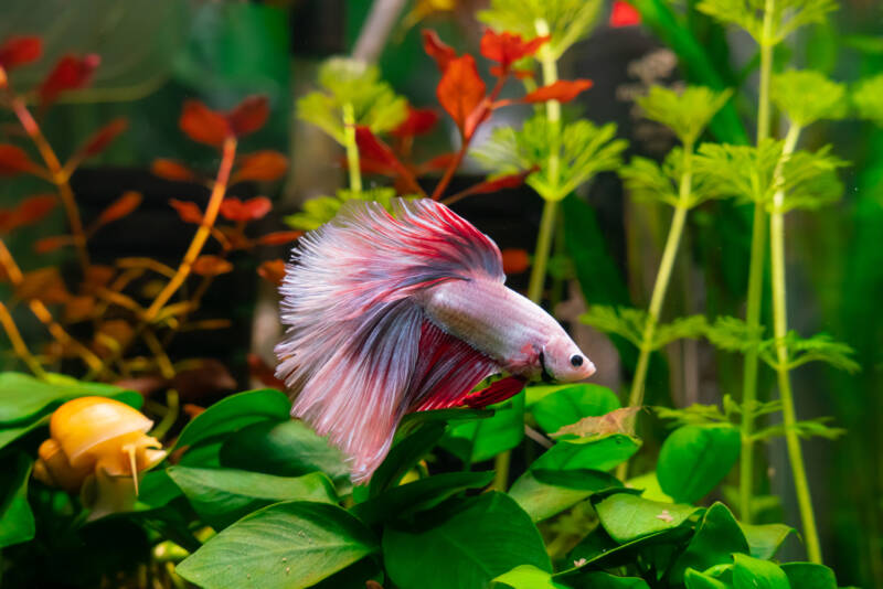 Betta splendens also known as betta fish swimming in a planted aquarium with a snail and shrimp