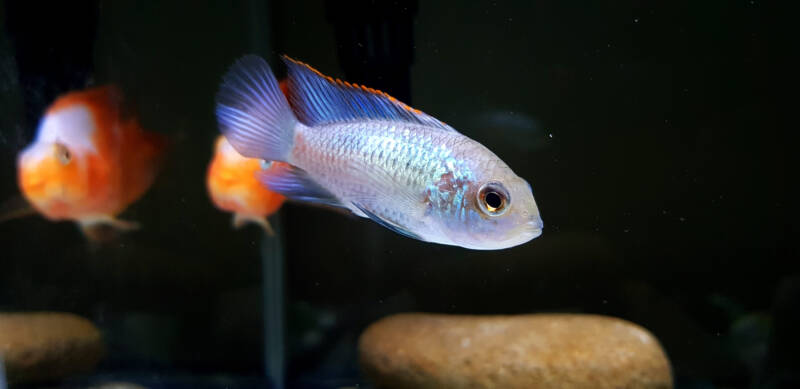 Andinoacara pulcher also known as electric blue acara swimming in a tank with other cichlids