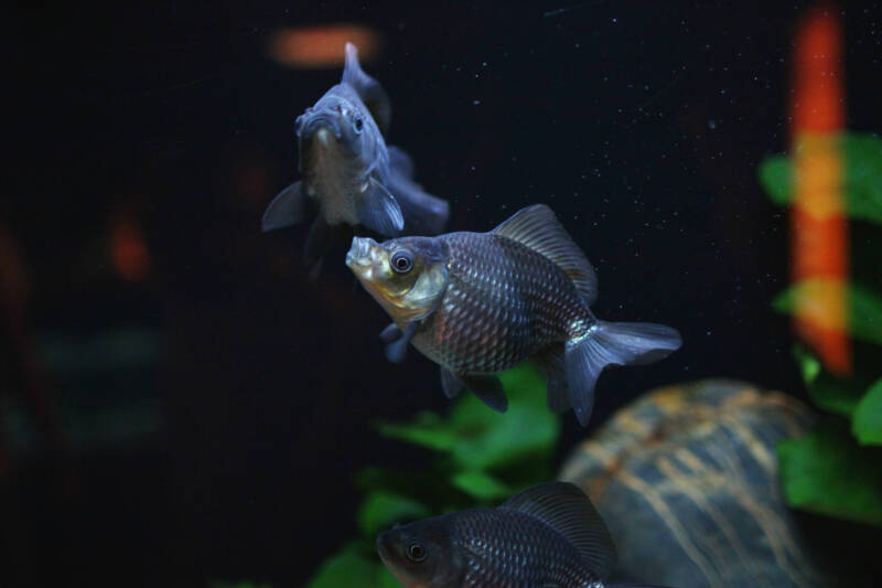 Several blue pearlscale goldfish swimming in aquarium