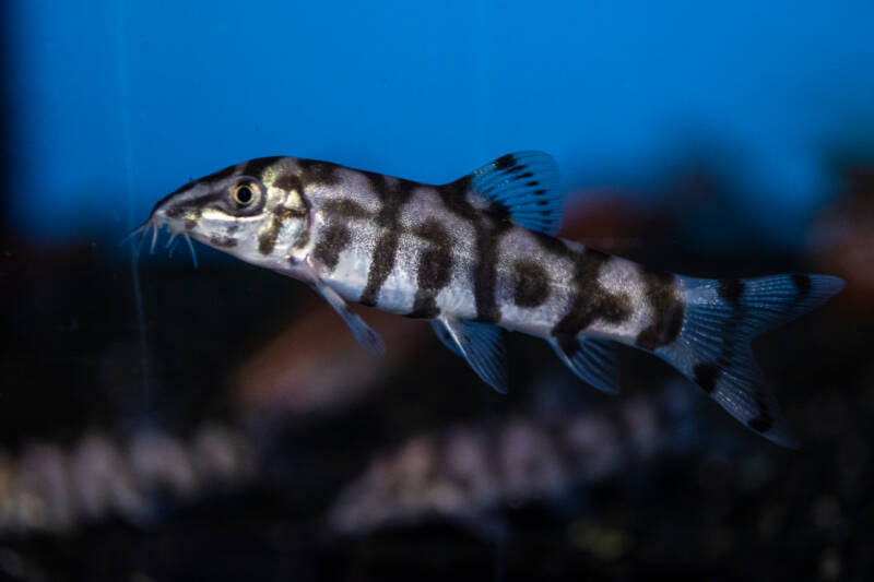 Botia almorhae also known as yo-yo loach or Pakistani loach swimming in aquarium with other loaches and fish