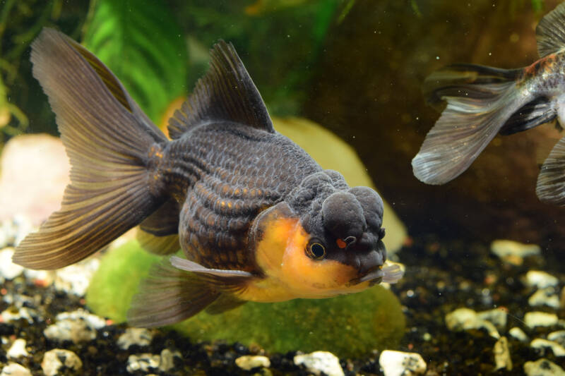 Crowned chocolate pearlscale goldfish variant swimming in a planted aquarium close to the bottom