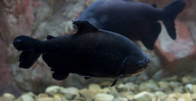 Pair of Colossoma macropomum commonly known as black pacu swimming in a freshwater aquarium close to bottom 