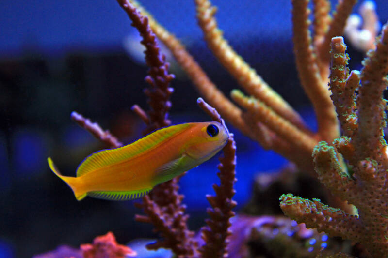 Ecsenius midas also known as Midas blenny swimming close to corals in a reef tank