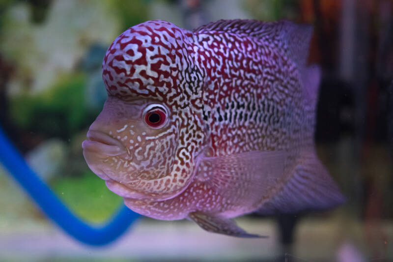 Flowerhorn cichlid with its hump swimming in a freshwater aquarium