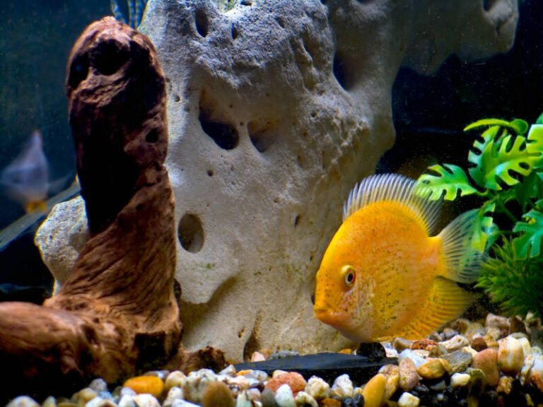 Severum Cichlid Care: The