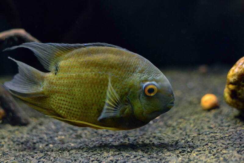 Green Heros severus also known as green severum swimming in a blackwater biotop in aquarium