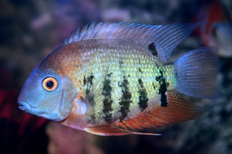 Heros efasciatus also known as severum swimming in aquarium