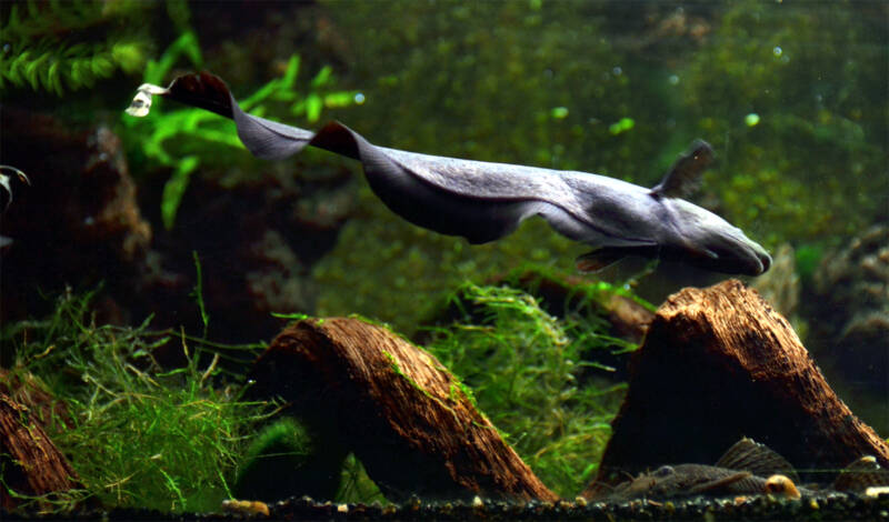 Apteronotus albifrons also known as black ghost knifefish swimming to a log in a freshwater aquarium