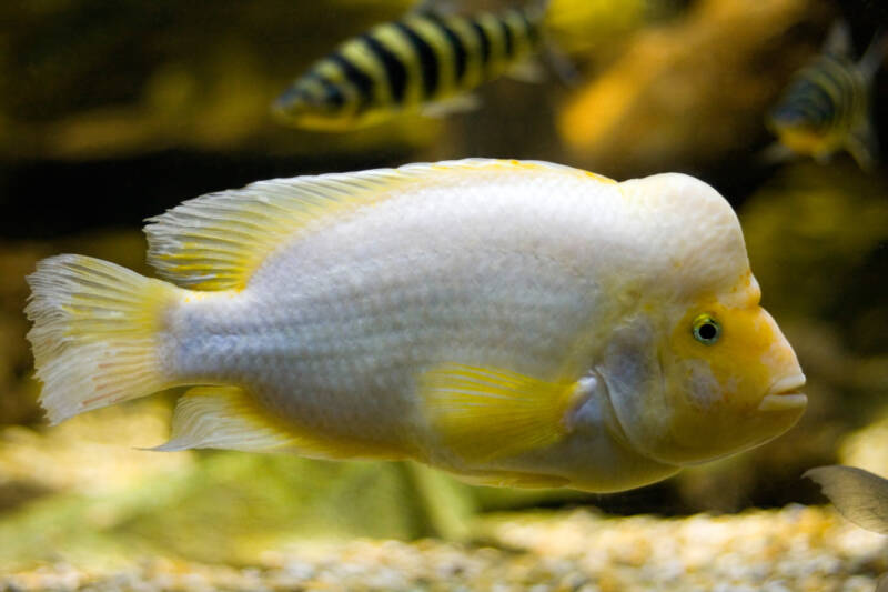 Amphilophus citrinellus known commonly as midas cichlid swimming in a community freshwater aquarium