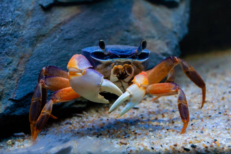 Underwater close-up of Cardisoma armatum also known as rainbow land crab on a sandy bottom of aquarium