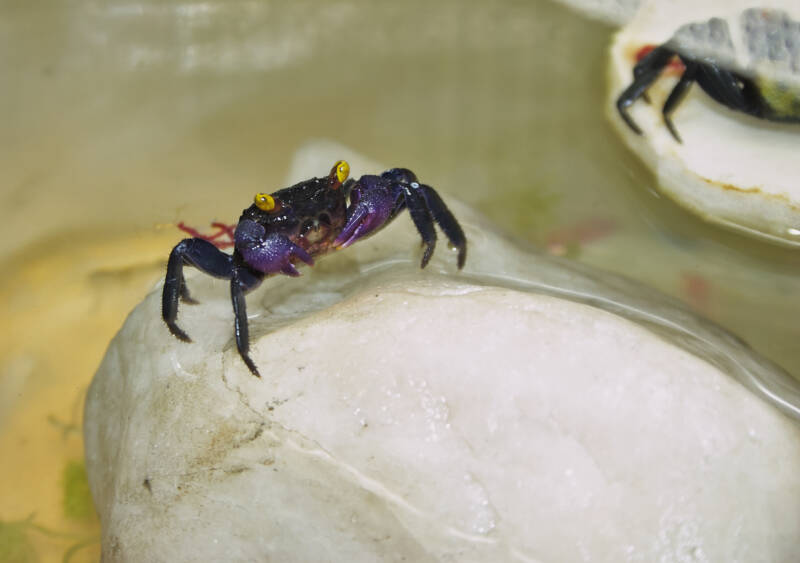 Geosesarma spp. also known as vampire crab on a dry stone in freshwater aquarium setup