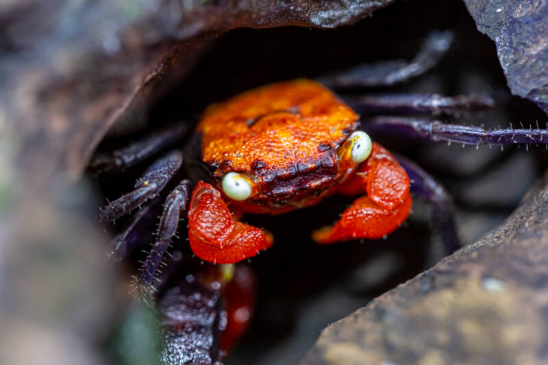 Geosesarma dennerle also known as vampire crab going out from its shelter