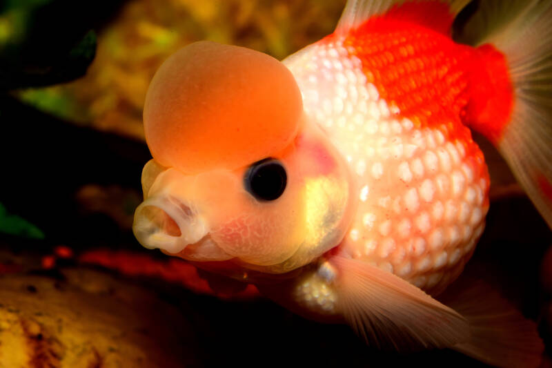 Close-up of crown variant of pearlscale goldfish in aquarium