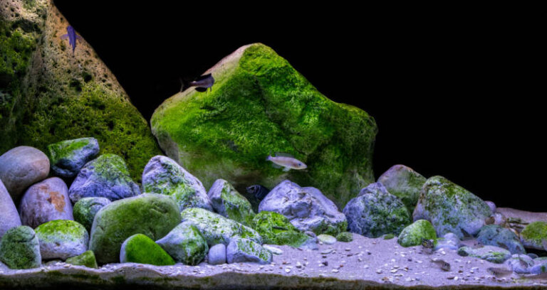 Best Rocks for Cichlid Tanks: Aquascaping Tips and Options