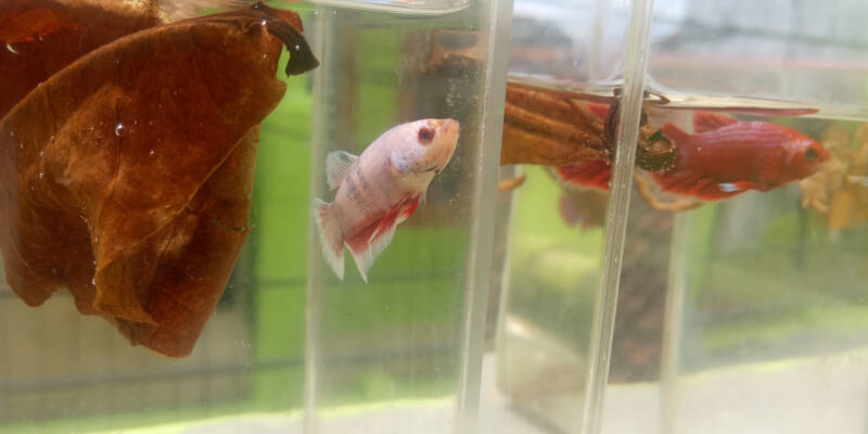 Three month old betta fry swimming in aquarium with floating Indian leaves