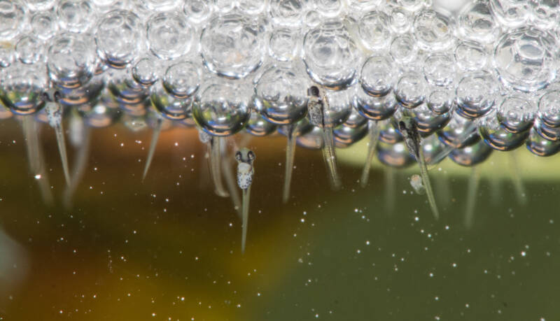 Betta fish eggs in bubble nest on the surface of aquarium with some fry