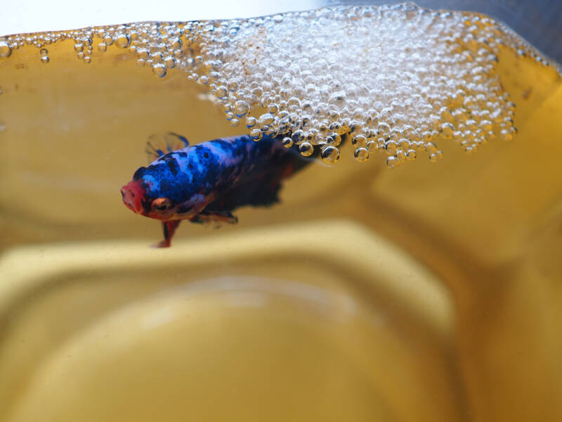 Male of Betta splendens also commonly known as betta making a bubble nest on the surface of an aquarium