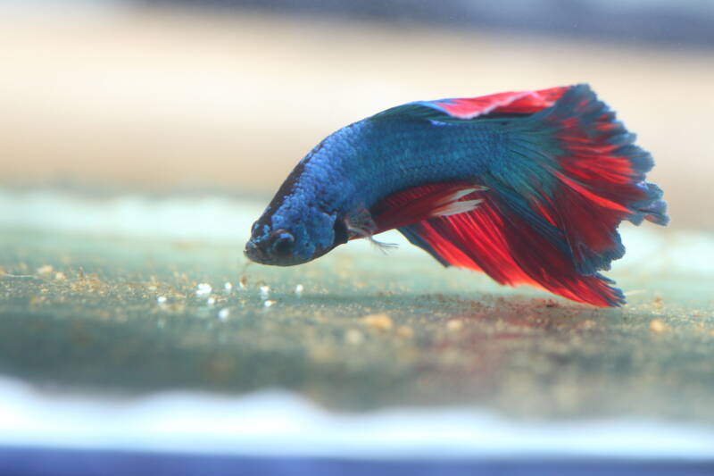 Betta male on the bottom of a breeding tank