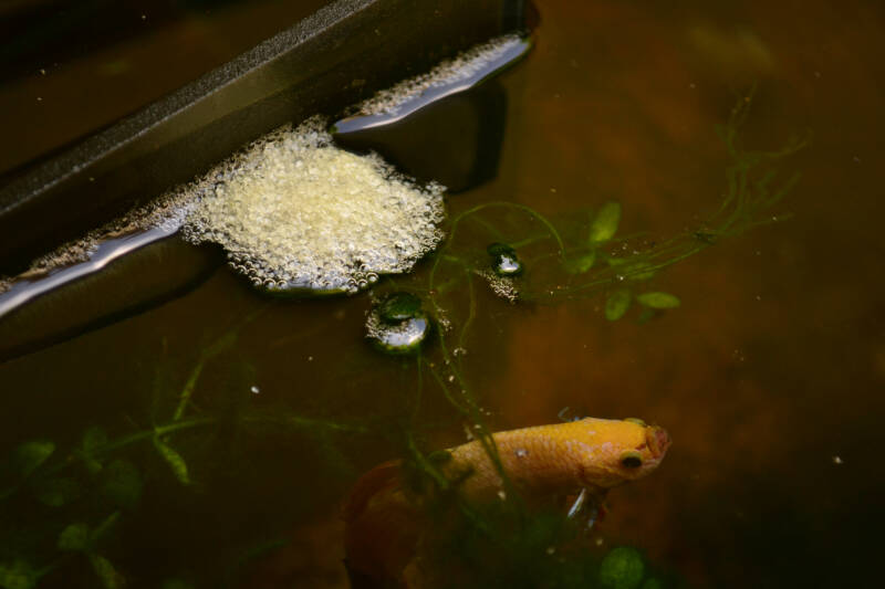 Betta fish's (Betta Splendens) eggs in the bubble nest are being take cared by the male betta fish.