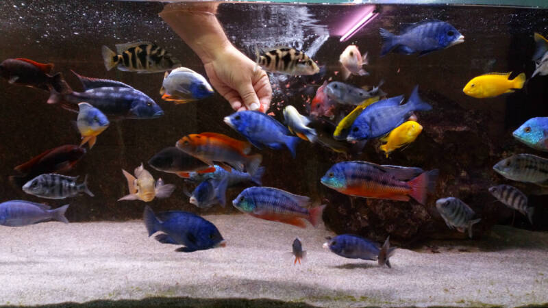 Feeding cichlids from Lake Malawi in the aquarium