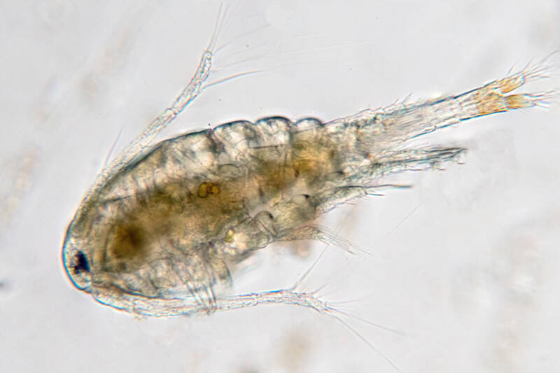 Copepod under microscope