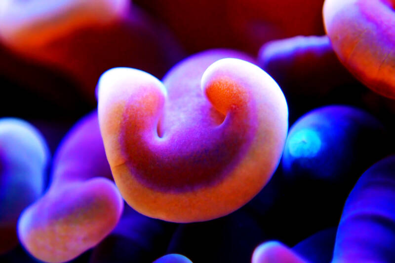 Euphyllia ancora also known as hammer coral with a curved tip looking like an anchor close-up