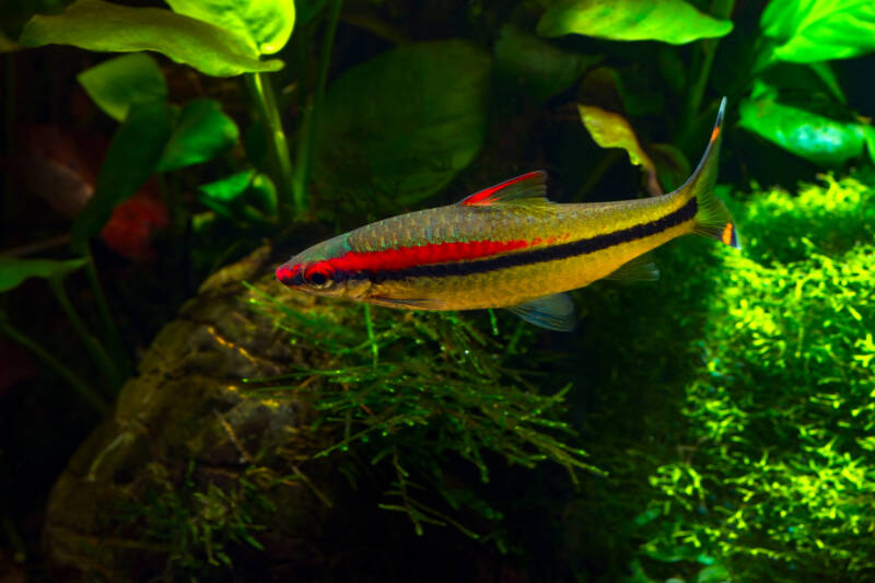 Sahyadria denisonii also known as Denison or torpedo barb or rosaline shark swimming in a freshwater aquarium with plants