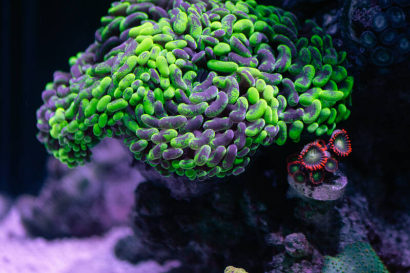 Euphyllia ancora also known as hammer coral LPS in a reef tank with a dimmed light