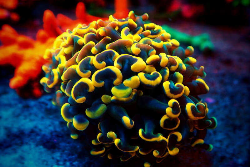 Euphyllia ancora also known as anchor or hammer LPS coral in a reef tank