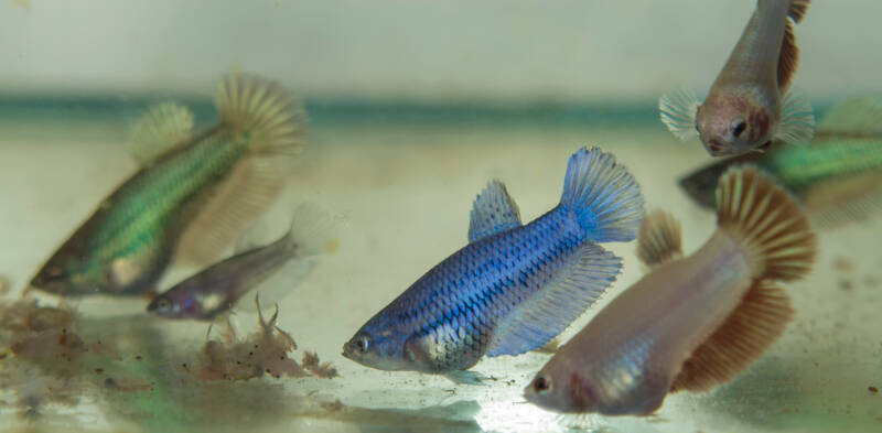 Betta fry feeding on baby brine shrimp in the breeding aquarium