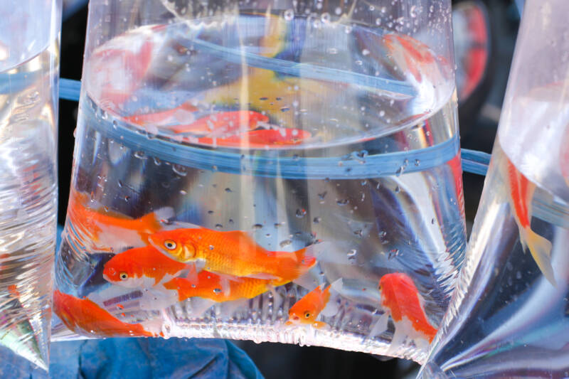 Several goldfish in a plastic bag