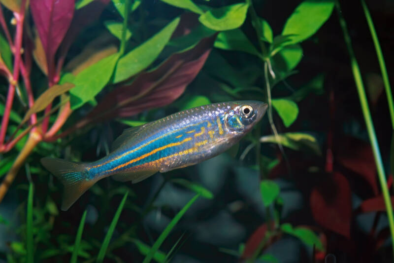 Devario aequipinnatus also known as giant danio swimming in a planted aquarium