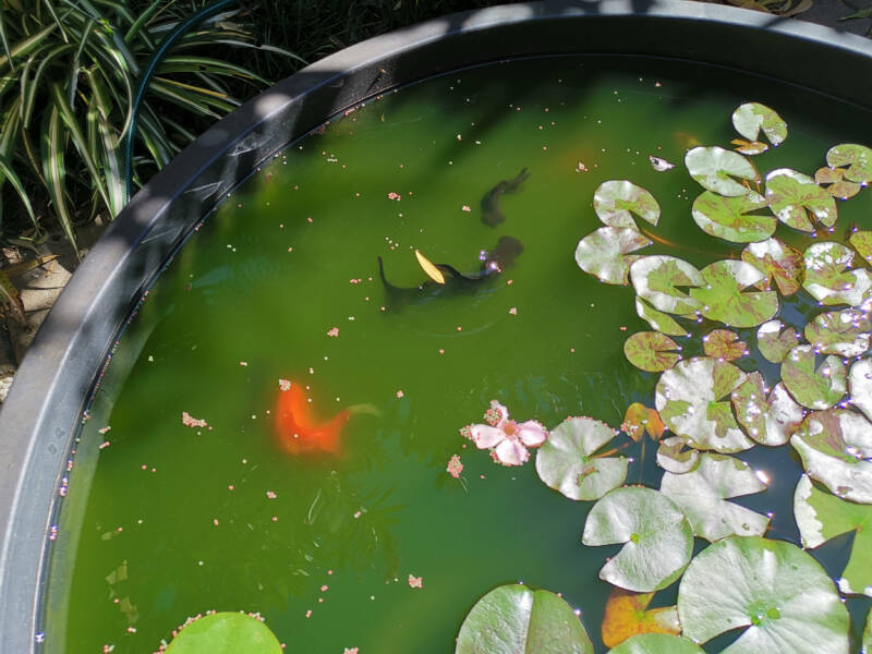 Small pond with goldfish species swimming under lotus leaves